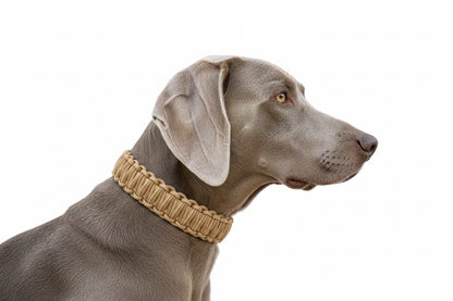 Weimaraner mit goldenem Paracord-Halsband