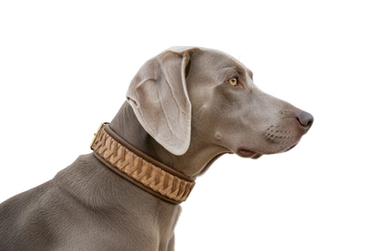 Weimaraner mit Sandfarben Halsband Querformat